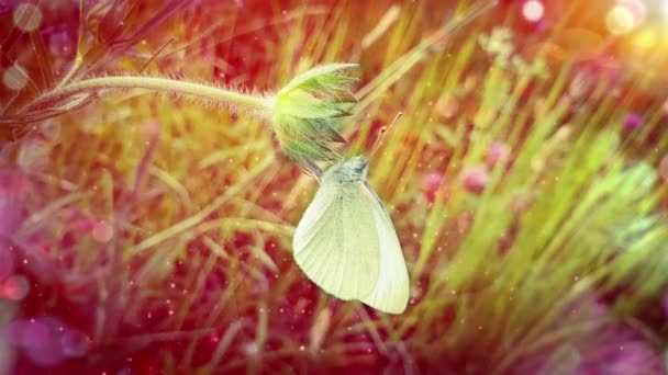 蝴蝶在草地上开着花 — 图库视频影像