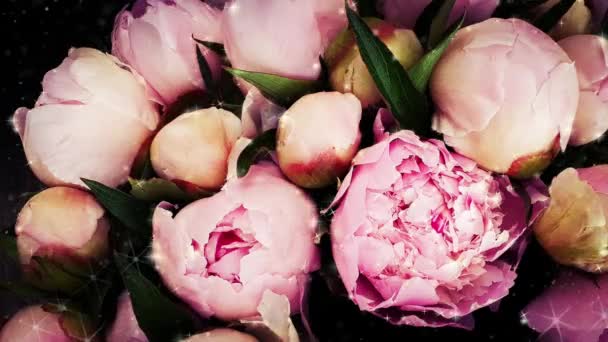 ピンクの牡丹の花びらが咲き — ストック動画