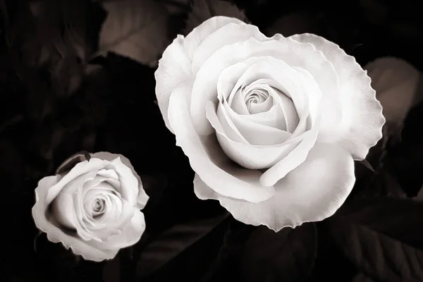 Rose flower romantic black and white roses