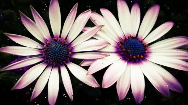 Vita Blommor Närbild Blommig Blomma — Stockvideo