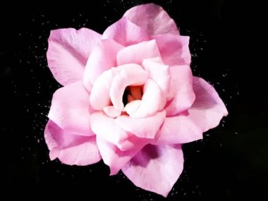 çiçekler güzel çiçek kafa patlaması kalp animasyonu