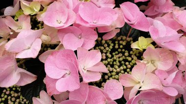 Pembe ortanca çiçeği çiçek arkaplanı