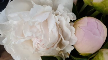 Güzel pembe çiçek yakın plan