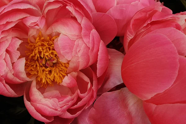Pink Peony Petals Floral Flower Closeup — Stock Photo, Image