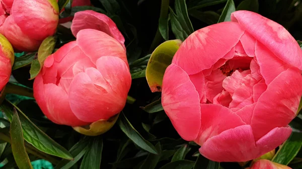 Pink Peony Petals Floral Flower Closeup — Stock Photo, Image