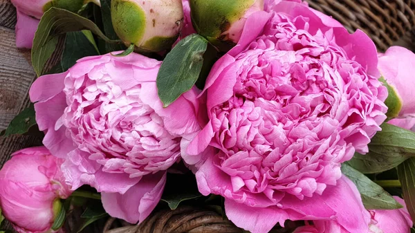 Petali Peonia Rosa Fiore Floreale Primo Piano — Foto Stock