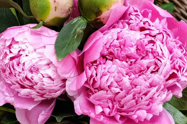 Rosa Pfingstrosenblütenblätter Blumenblüten Nahaufnahme — Stockfoto