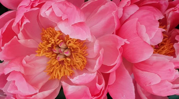 Růžové Pivoňkové Lístky Květinové Květiny Detailní Stock Obrázky