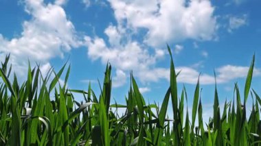 Yeşil Çimen ve Mavi Gökyüzü