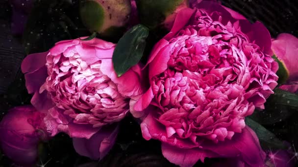 Petale Bujor Roz Flori Florale Closeup — Videoclip de stoc