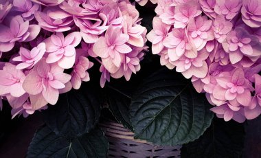 Pembe ortanca çiçeği çiçek arkaplanı