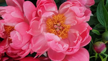 Pembe şakayık taç yaprakları. Çiçek çiçeği. Yakın plan.