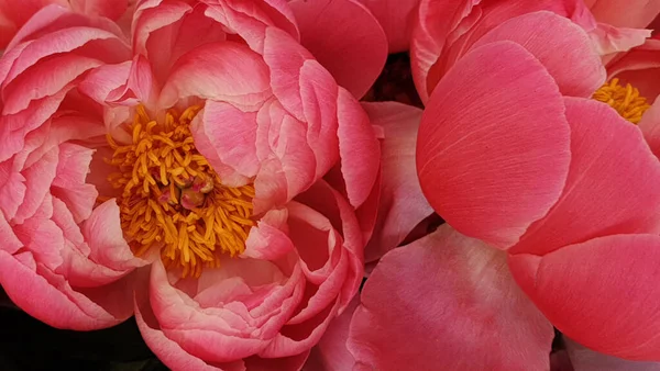 Розовые Лепестки Цветка Крупным Планом — стоковое фото