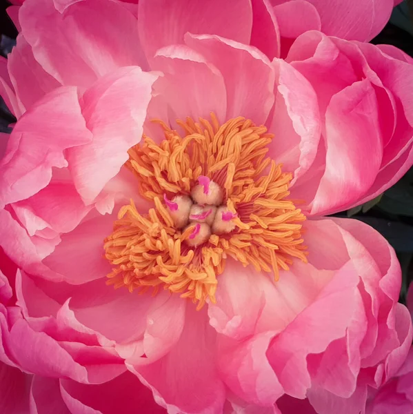 Pink Peony Petals Floral Flower Closeup — Stock Photo, Image