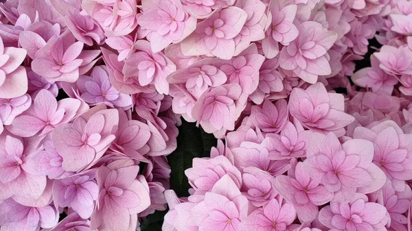 Pink Hydrangea Flower Floral Background — Stock Photo, Image