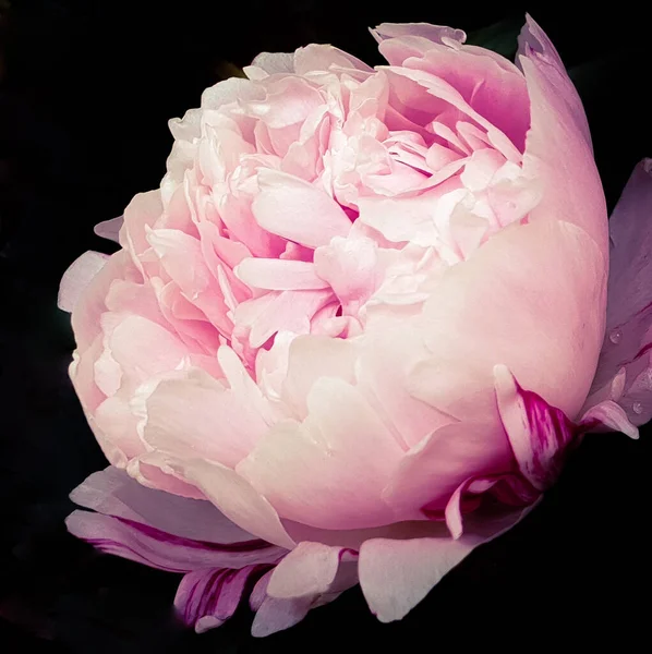 Pink peony petals floral flower closeup