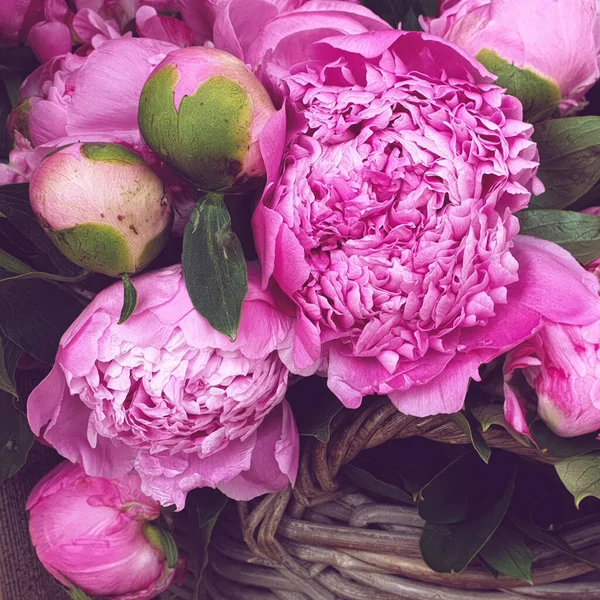 Rosa Pfingstrosenblütenblätter Blumenblüten Nahaufnahme — Stockfoto