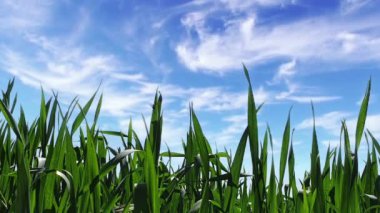 Yeşil Çimen ve Mavi Gökyüzü