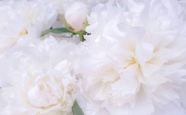 Beyaz çiçekler harika şakayık güller yakın şakayıklar