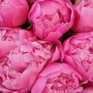 Pembe şakayık yaprakları narin gül çiçekleri.