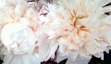 Beyaz çiçekler harika şakayık güller yakın şakayıklar