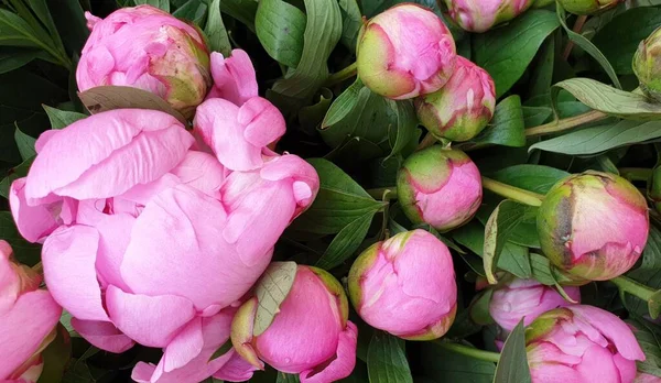 Рожеві Пелюстки Півоній Ніжні Півонії Троянд — стокове фото