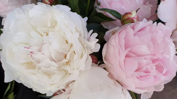 Pembe şakayık yaprakları narin gül çiçekleri.