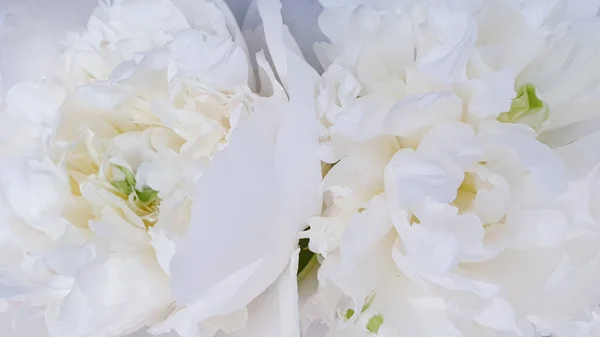 Flores Brancas Incríveis Belas Rosas Peônia Perto Peônias Imagem De Stock