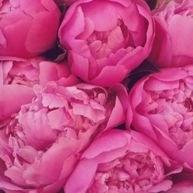 Pembe şakayık yaprakları narin gül çiçekleri.