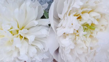 Beyaz çiçekler harika şakayık güller yakın şakayıklar