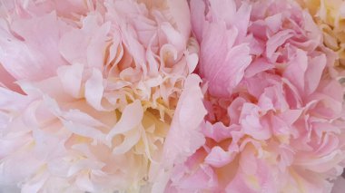 Pembe şakayık yaprakları narin gül çiçekleri.