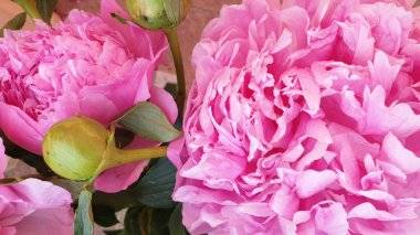 Pembe şakayık yaprakları narin gül çiçekleri.