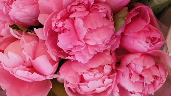 Petali Peonia Rosa Delicate Peonie Fiori Rosa — Foto Stock