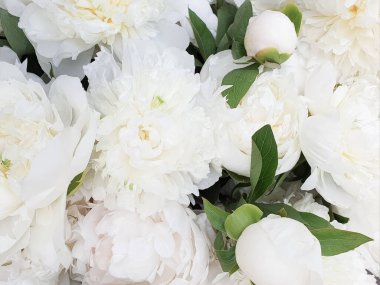 Beyaz çiçekler harika şakayık güller yakın şakayıklar