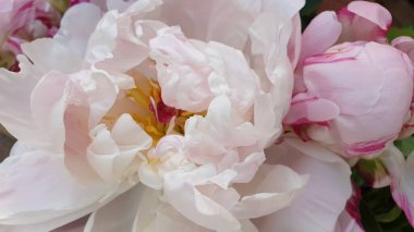 Pembe şakayık yaprakları narin gül çiçekleri.