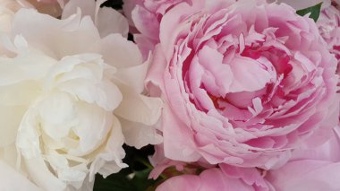 Pembe şakayık yaprakları narin gül çiçekleri.