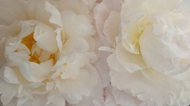 Beyaz çiçekler harika şakayık güller yakın şakayıklar