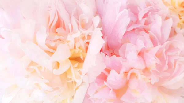 Pembe şakayık yaprakları narin gül çiçekleri.