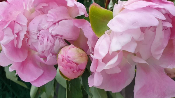 Pembe şakayık yaprakları narin gül çiçekleri.