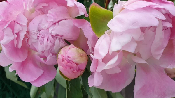 Peônia Rosa Pétalas Delicadas Rosa Peônias Flor Imagens De Bancos De Imagens