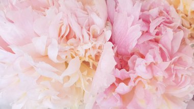 Pembe şakayık yaprakları narin gül çiçekleri.