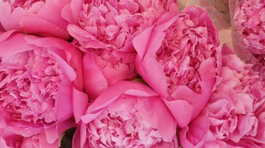 Pembe şakayık yaprakları narin gül çiçekleri.