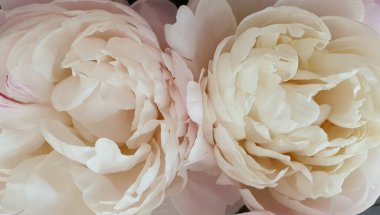 Beyaz çiçekler harika şakayık güller yakın şakayıklar