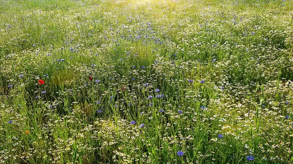 Schöne Blumenwiese Sommer Sonnenschein — Stockfoto