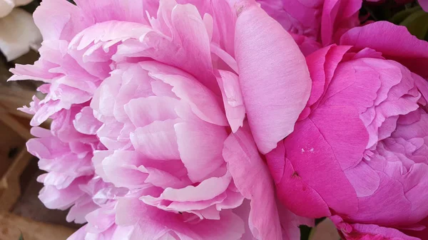 Peônia Rosa Pétalas Delicadas Rosa Peônias Flor — Fotografia de Stock