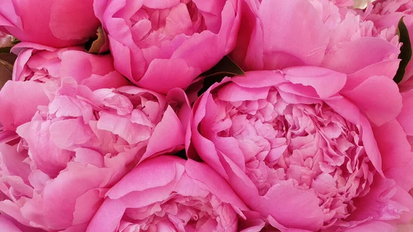 Pink Peony Petals Delicate Rose Flower Peonies — Stock Photo, Image