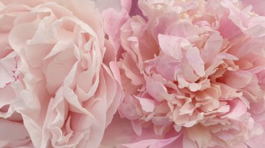 Pembe güller şakayık çiçekleri