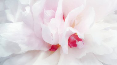 Beyaz çiçekler harika şakayık güller yakın şakayıklar