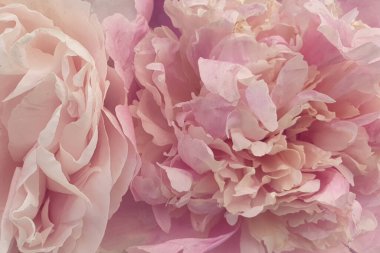 Pembe güller şakayık çiçekleri