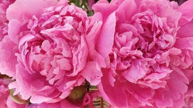 Pembe güller şakayık çiçekleri